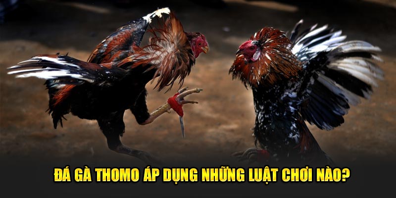 Đá gà thomo áp dụng những luật chơi nào?