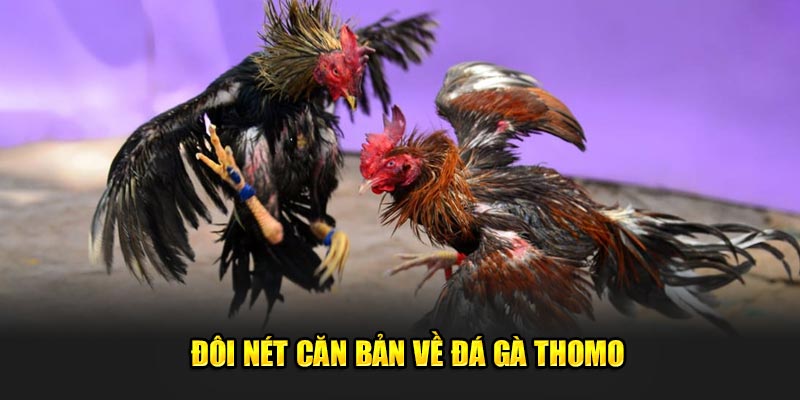 Đôi nét căn bản về đá gà Thomo