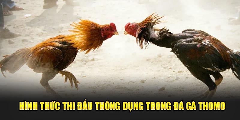 Hình thức thi đấu thông dụng trong đá gà Thomo